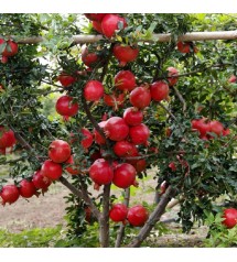 Jain Tissue Culture Pomegranate Plants